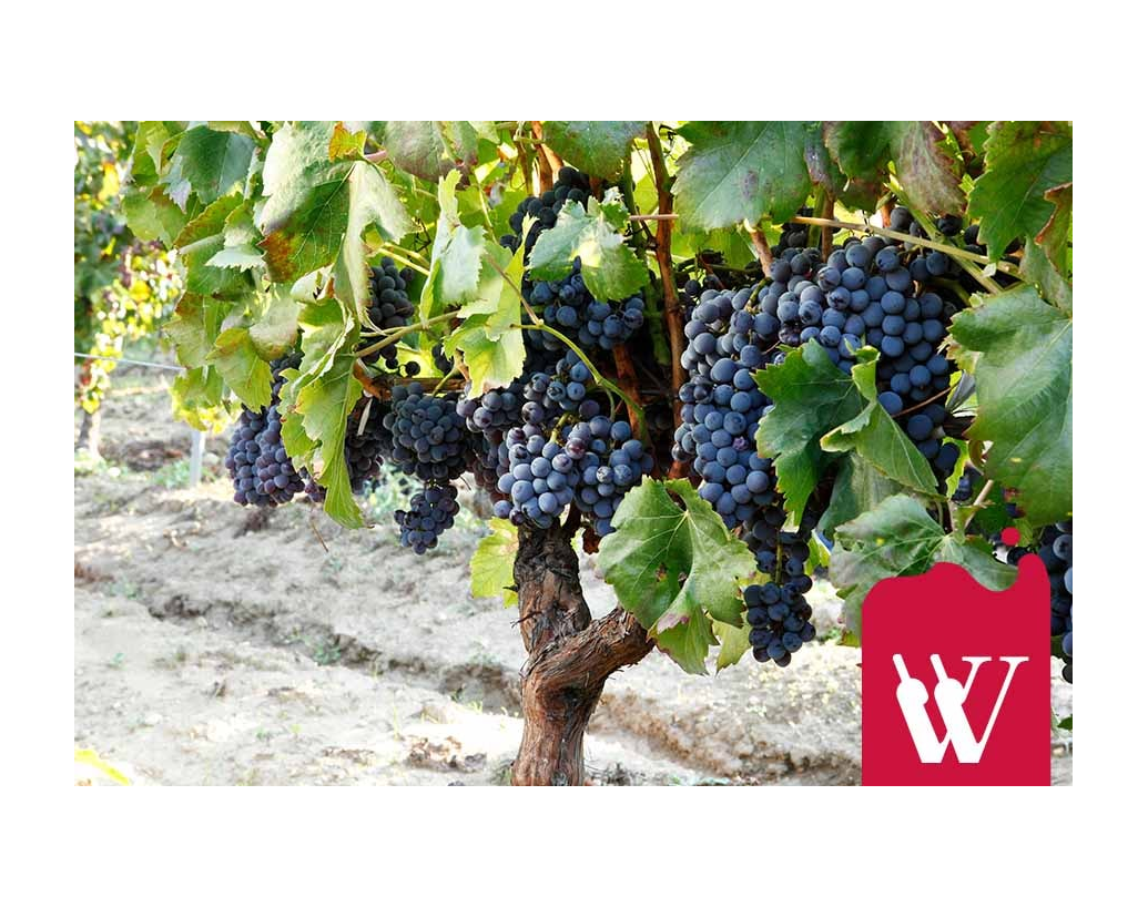 Malbec – skąd się wzięło czarne wino?